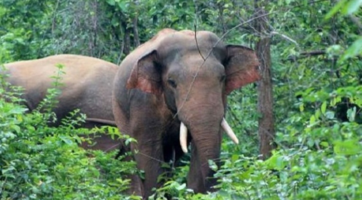 বন্যহাতির আক্রমণে প্রাণ গেল কৃষকের